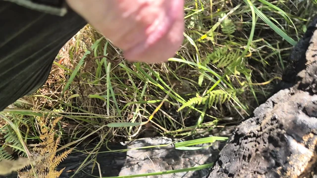 so much delicious sperm - jerking off on burnt tree