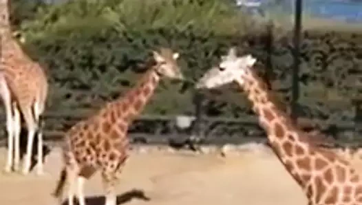 Avustralyalı kız öğrenciler hayvanat bahçesi gezisine çıktı