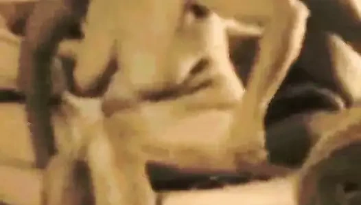 lanet ona dolu KEDİ