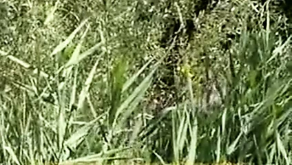 Angie, büyük ayağın erotik macerasında tatlı sağduyulu davranıyor