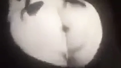 Bigbutt cadılar bayramı 2 bbwmx