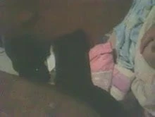 Boquinha gulosa