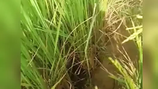 Yeşil bahçe tam seks videosu hasinabegum1234