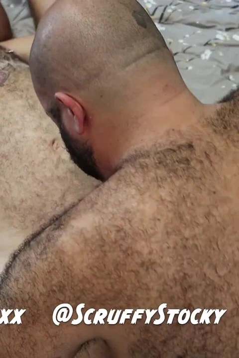 Tüylü Ayı Vahşi Üçlüye Hakim Oldu İki Pasif Domuz