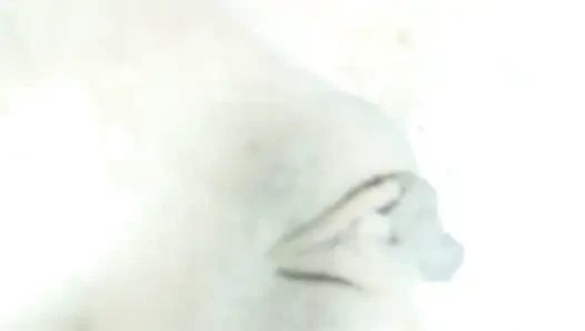 Kabarık, tatlı ve geniş