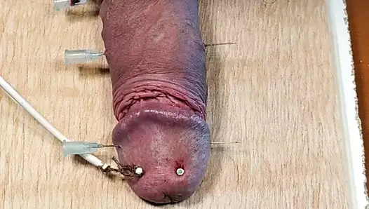 Schwanz auf ein Brett genagelt und mit Strom gefoltert.