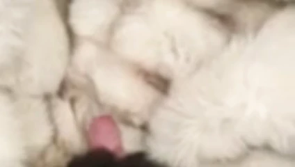 Kürk cumshot tilki kürk manto