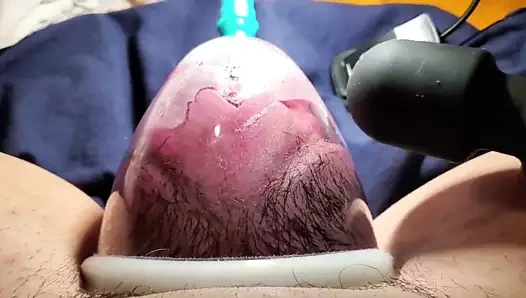 Güzel büyük kedi pompası