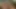 Kaltaklar yarak emiyor ve sonra ağzına boşaltıyor