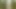 Dendrophilia