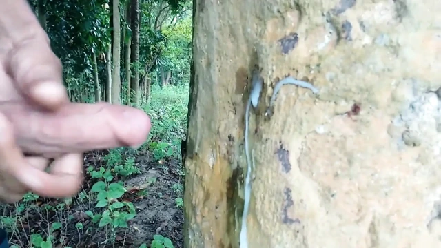 Ağaca büyük yarak boşalması