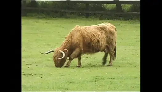Vahşi amcık binicileri daha fazlasını alabilene kadar sert yarak sikişmeyi seviyor