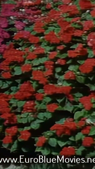 Milly'nin Sapkınlıkları - Canlı Video (1993/0 | Bölüm 2