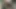 Hintli ateşli yenge yeşillik içinde yarak emiyor