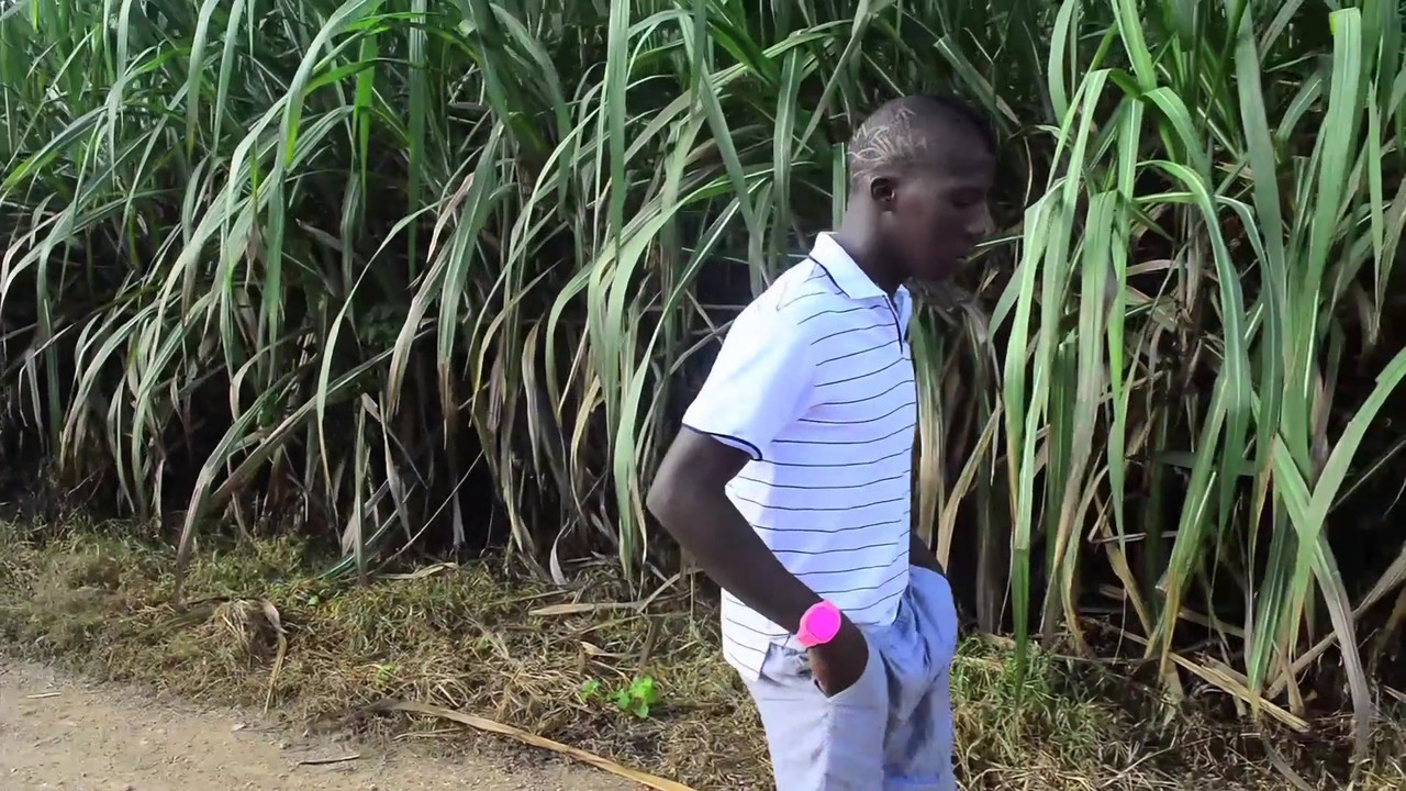 The giant stallion is wixxt in the field