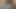 Büyük siyah horoz 18 yaşındaki kedi yok eder