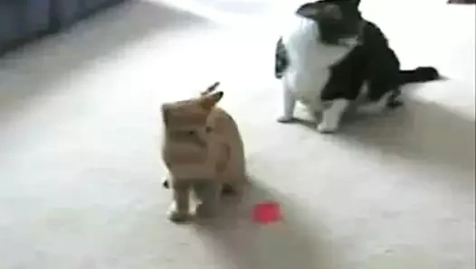 Kedi vs lazer işaretçi!
