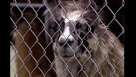 İlahi güzellikle aşırı yolculuk