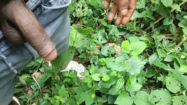 Young mature work in Deep forest.