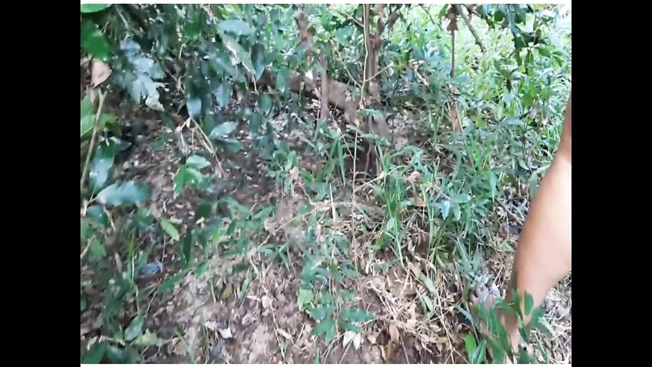 Yabancı aunty içinde the jungle sikikleri