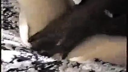 cumming içinde ona göt