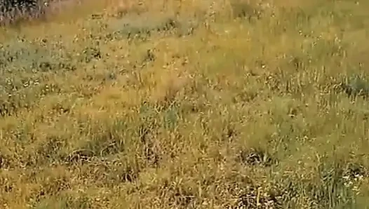 WillyAlexandruPetre videosu