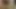 Hint boob ve kedi