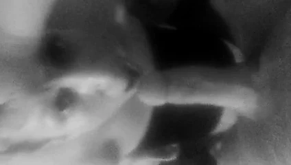 Palm springs laura seviyor büyük musluklar