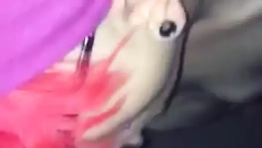 Memphis ucubesi büyük zenci emiyor