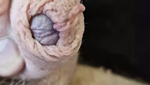 Pürüzsüz ve kıllı taşaklar bölüm 1: 1-6 gün