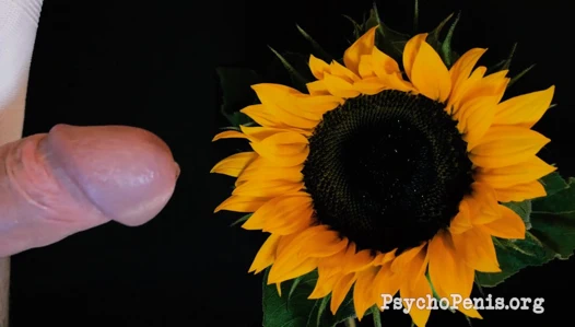 tozlaşma psikopenis arılara yardım eder