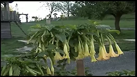 Sehnsucht nach vintage almanya'da yapıldı - bölüm 4