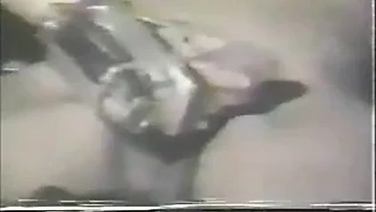 bağbozumu horoz yiyici