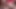 Küçük memeli travesti model Gemma büyük yarağını emiyor