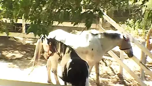 Güzel Asyalı fahişe bahçede iki arkadaşını sikiyor