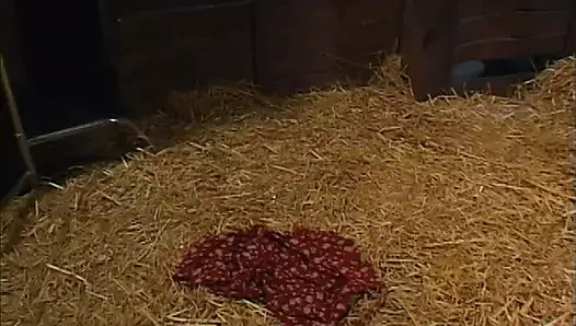 Masum yüzlü sevimli sarışın, tüm deliklerinde biçme deposunda çarptım