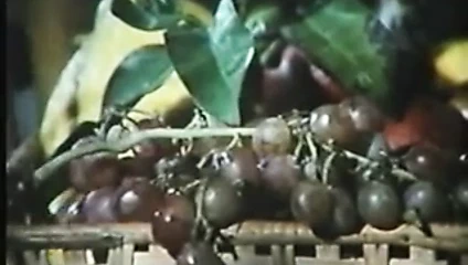 Esmerler: kısa saç vs kıvırcık