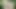 Tigergirl ve avı