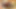 Köpek kedi yeme ve cumshot üzerinde ona göt