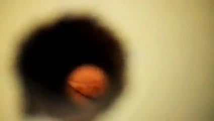 Amcık gizli kabin behaart