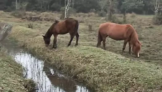 Randy gay kovboy matkaplar onun ortağının sıkı göt içinde bu ahır