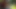 Abanoz civciv becerdin tarafından dev beyaz çük