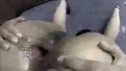 Enfes görünüm boğaz kedi eşek göğüsleri ve aureola