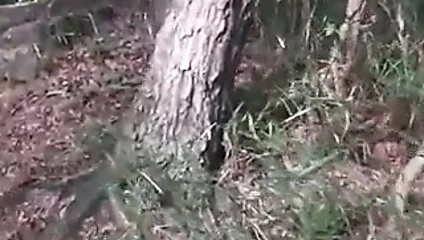 Japon kadın açık köpek