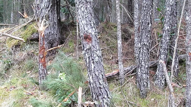 Külotlu çoraplı kadın mastürbasyonu.