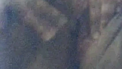 Kremsi şişman hmong kedi