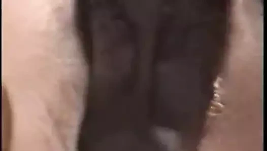 Olgun eş ve bir siyah horoz