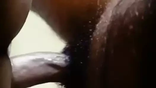 Sinhala tıraş kedi ve kıllı çük