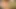 den beiden Hausfrauen fehlt eindeutig der Schwanz