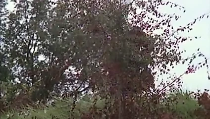 Croisiere pour couples (1980)